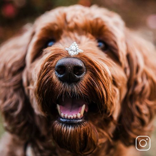 A dog balancing a diamond engagement ring on its nose